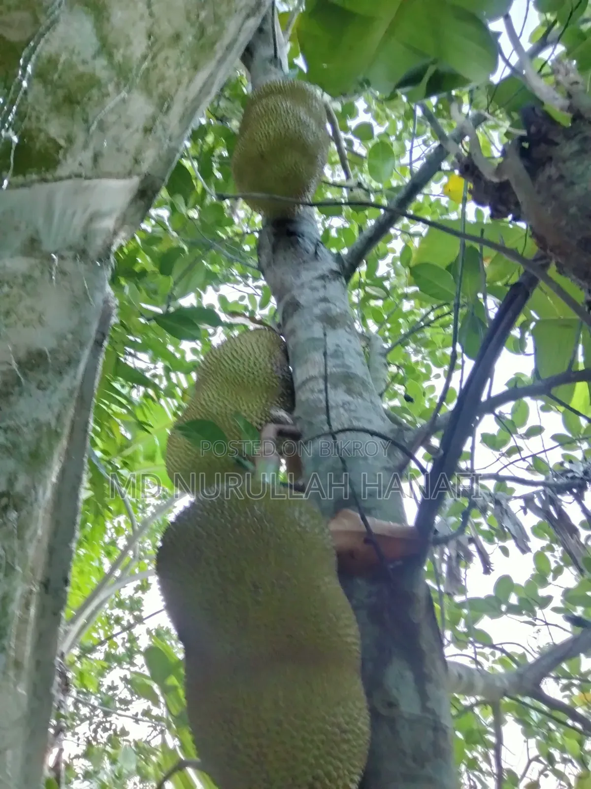 Absolutely Pure Jackfruit