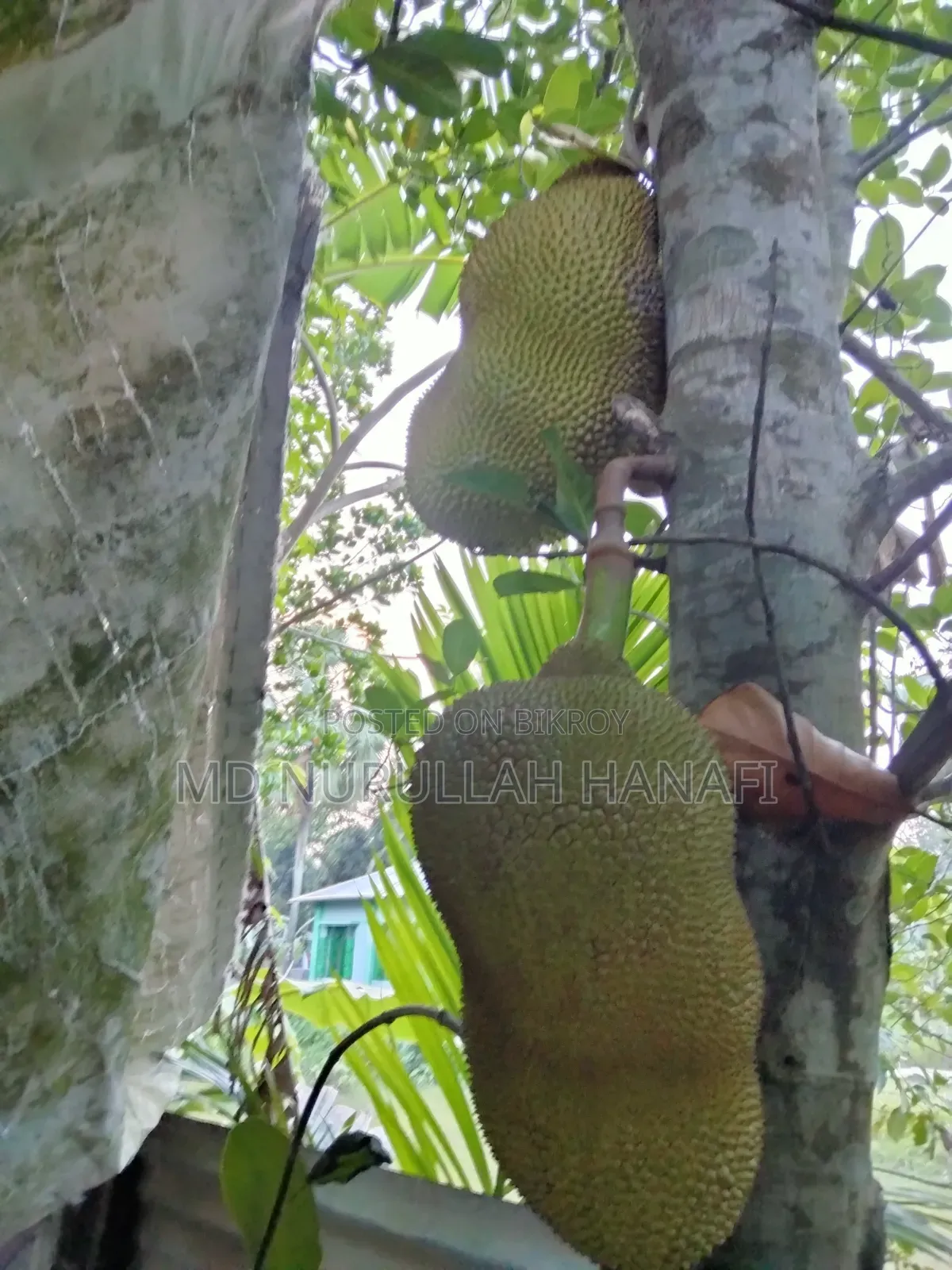 Absolutely Pure Jackfruit