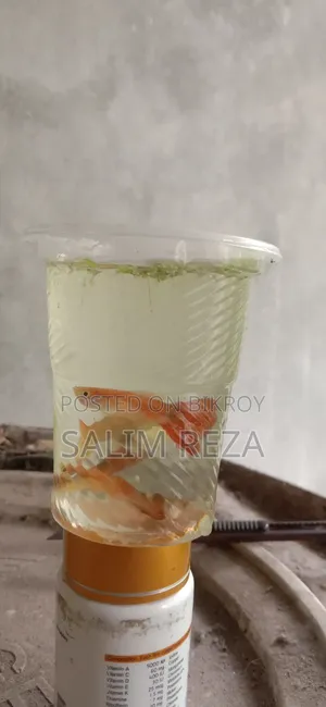 এডাল গাপ্পি মাছ