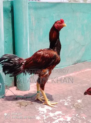 Fighter Rooster 10 months old