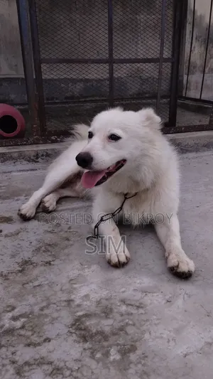 1+ Year Male Purebred Japanese Spitz
