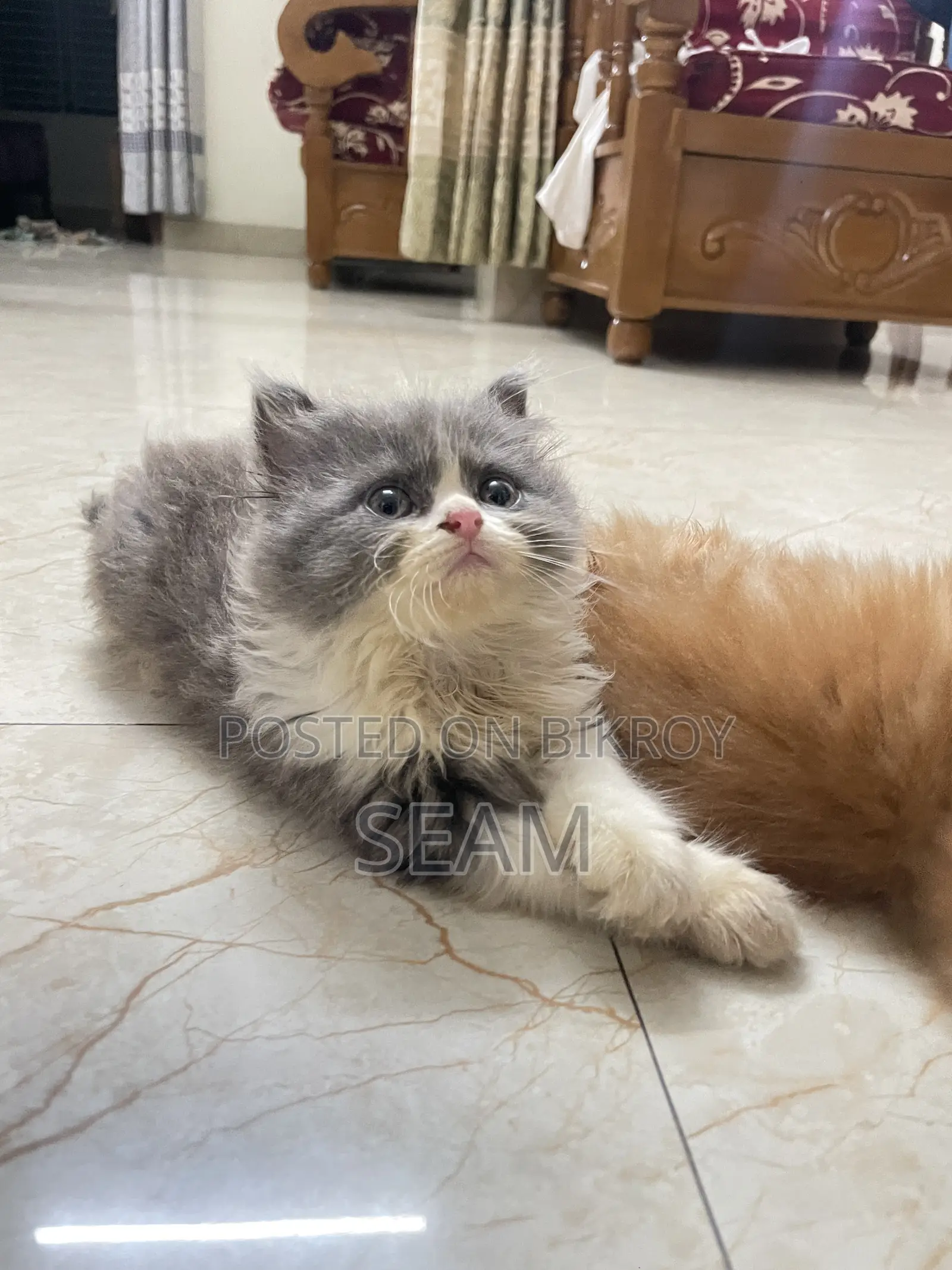 1-3 Months Male Purebred Persian