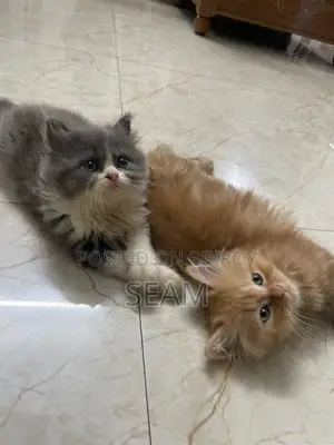 1-3 Months Male Purebred Persian