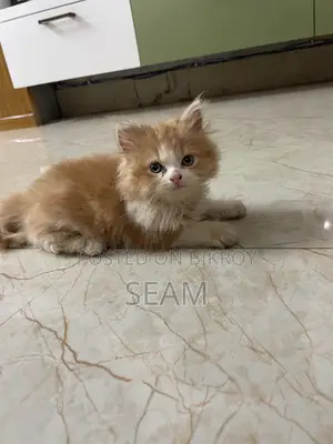 1-3 Months Male Purebred Persian