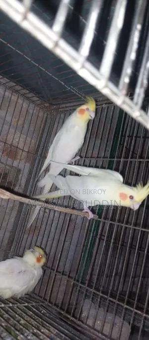 5 pairs of Lutino Cockatiel birds for sale, must be collected from Nawdapara, running birds