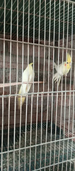 5 pairs of Lutino Cockatiel birds for sale, must be collected from Nawdapara, running birds