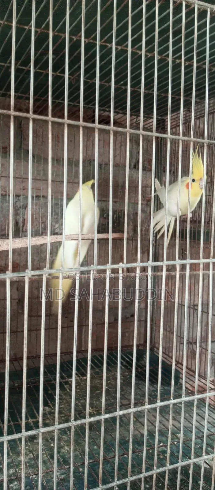 5 pairs of Lutino Cockatiel birds for sale, must be collected from Nawdapara, running birds