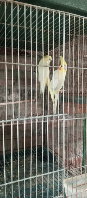 5 pairs of Lutino Cockatiel birds for sale, must be collected from Nawdapara, running birds