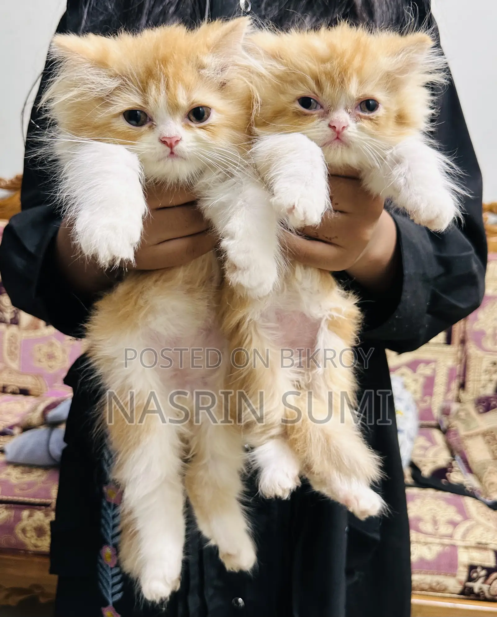 1-3 Months Male Purebred Persian