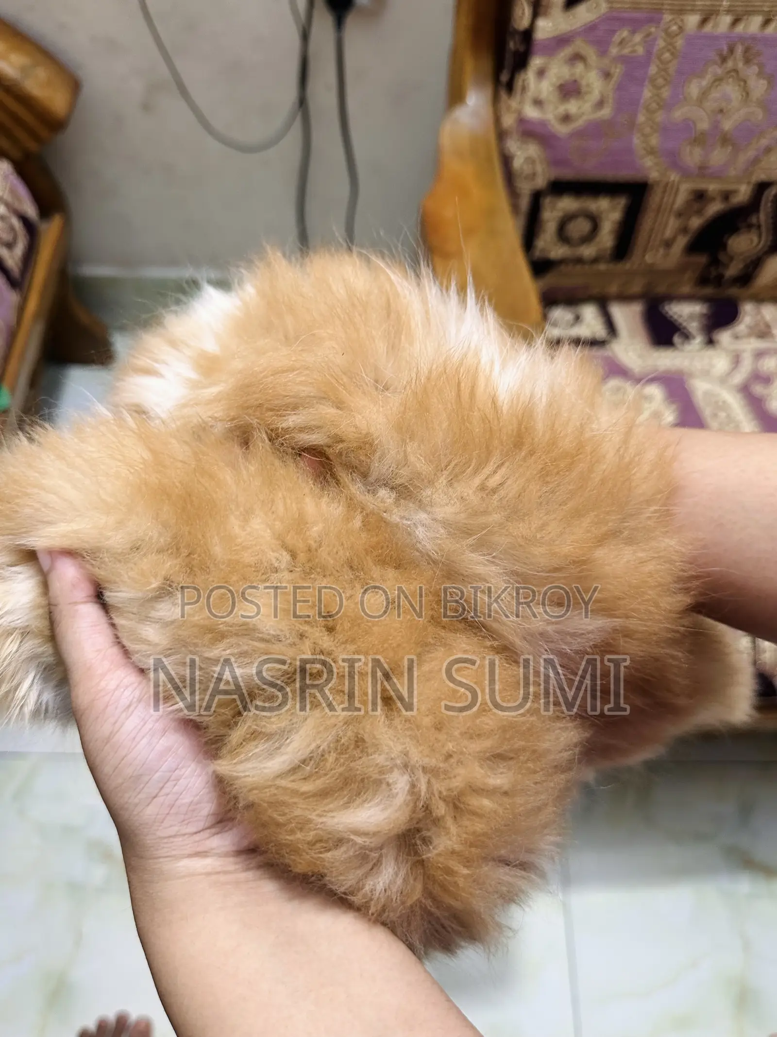 1-3 Months Male Purebred Persian