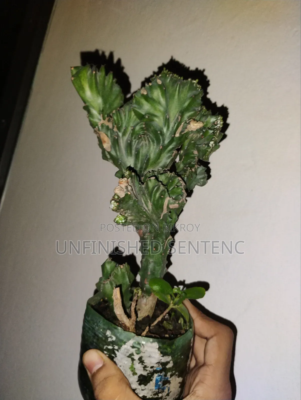 Cactus, Euphorbia