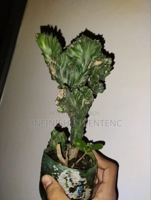 Cactus, Euphorbia