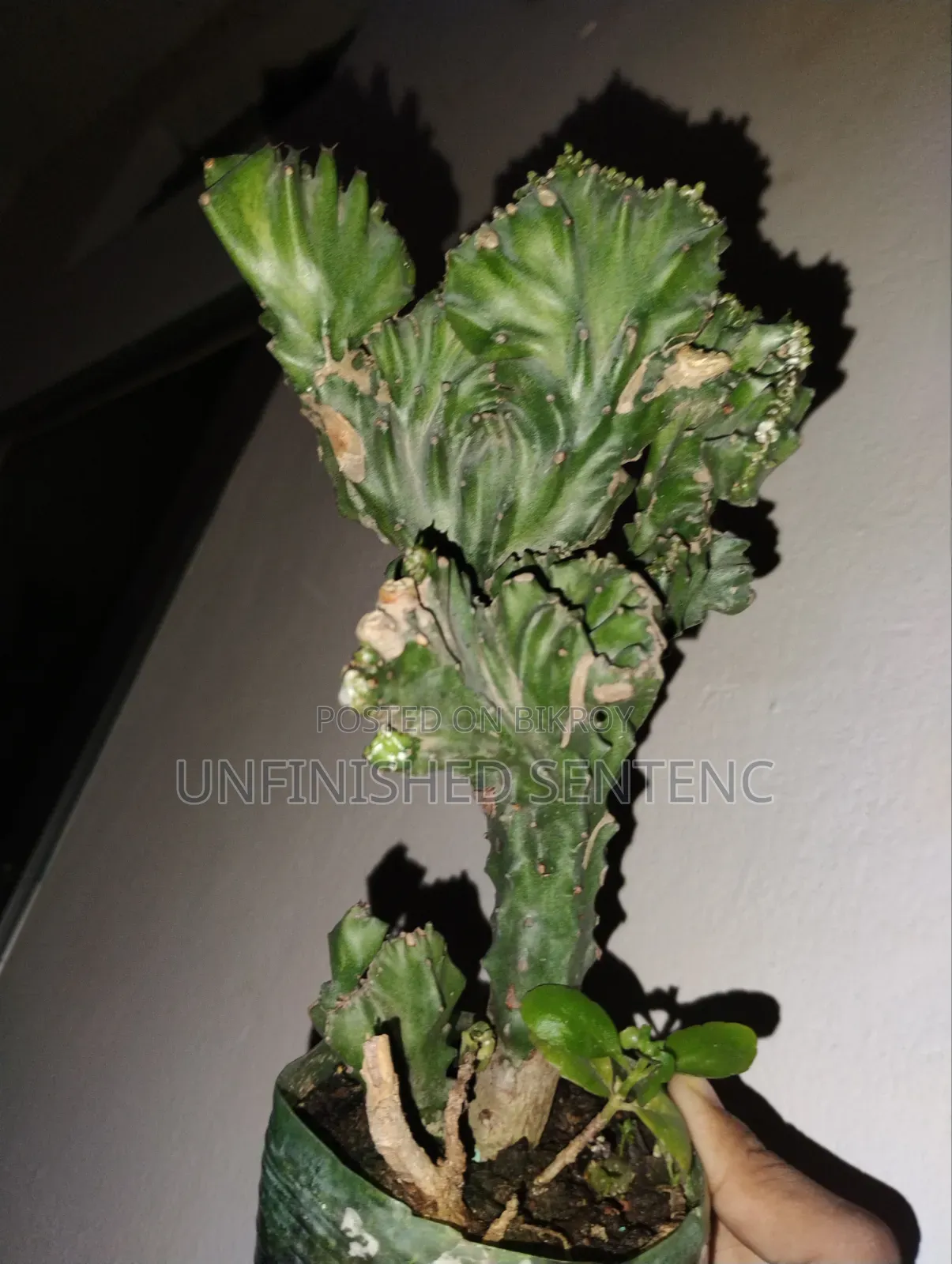 Cactus, Euphorbia