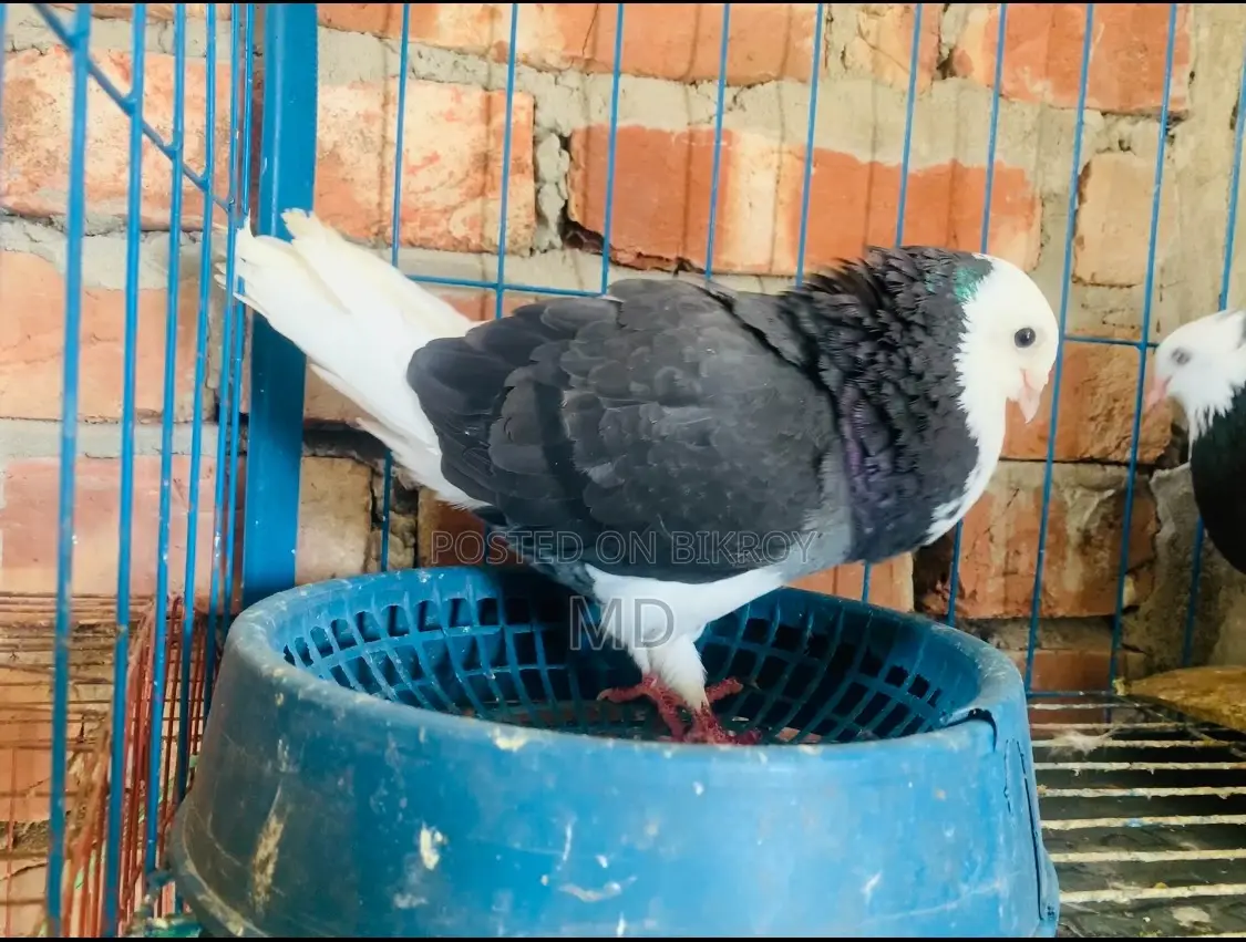 কালো গররা নর
