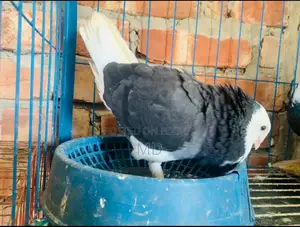 কালো গররা নর