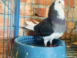 কালো গররা নর