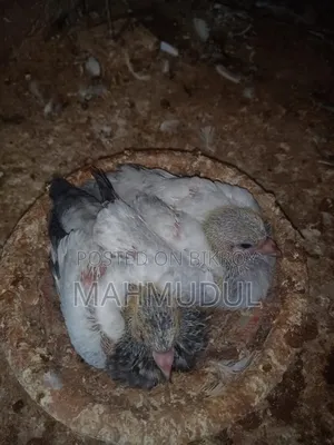 জিরো পরের ভালো মানের কবুতর
