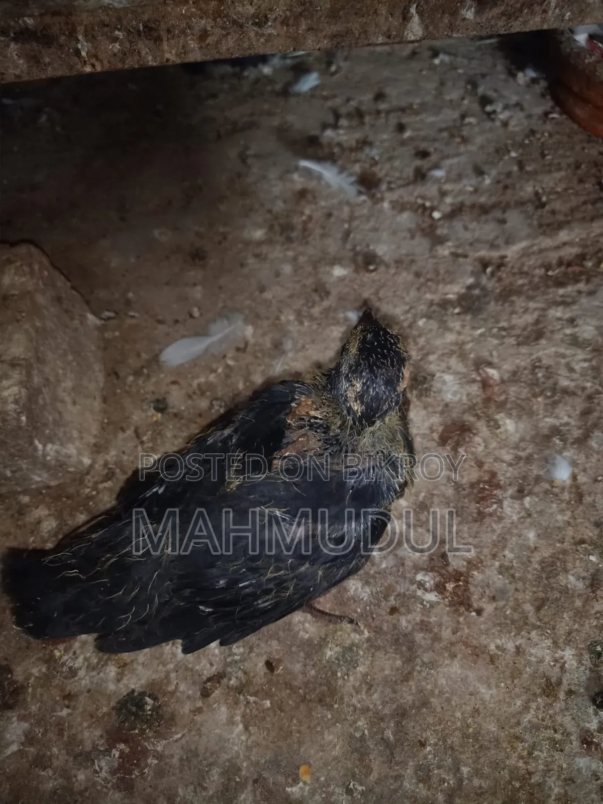 জিরো পরের ভালো মানের কবুতর