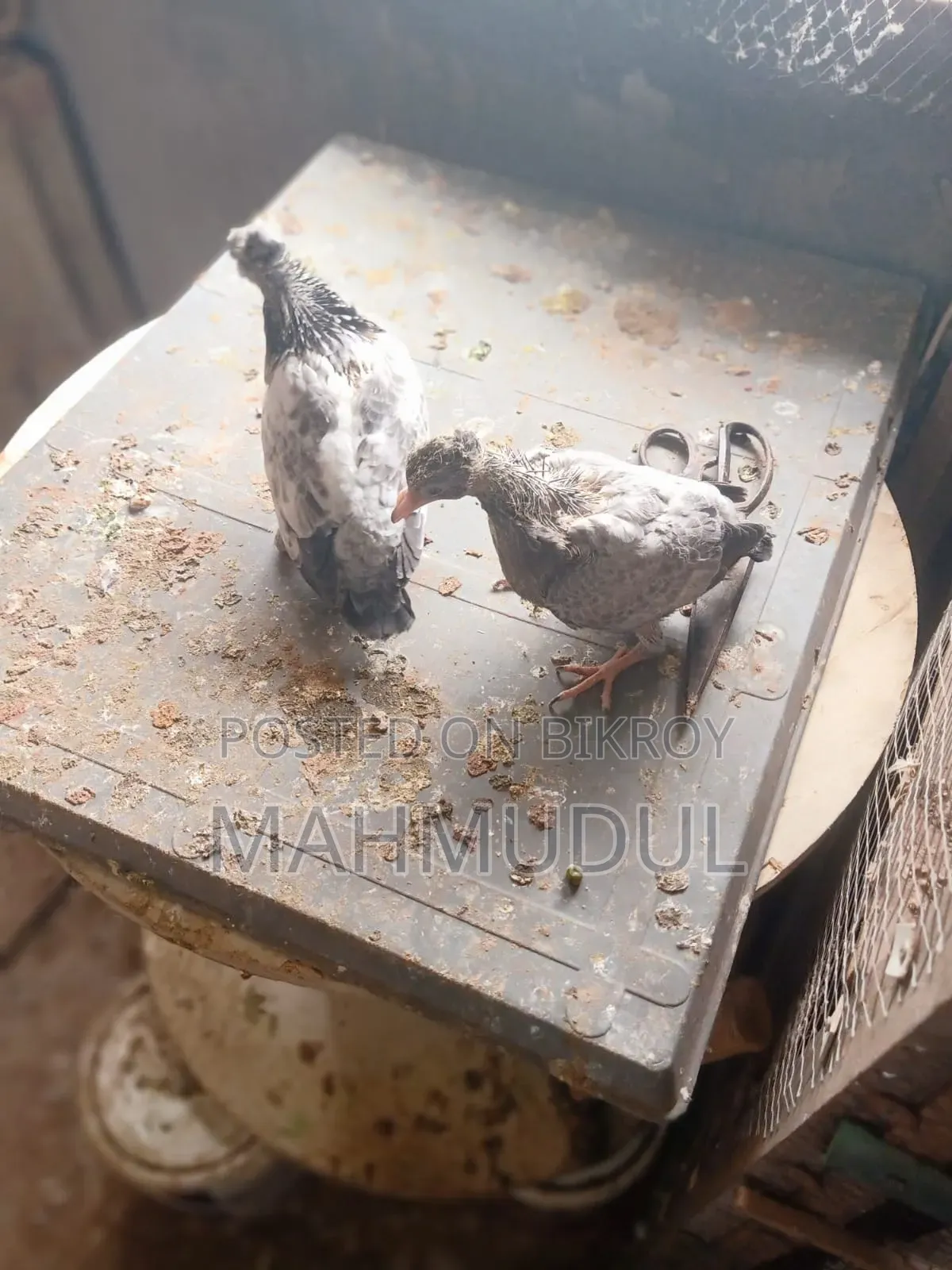 জিরো পরের ভালো মানের কবুতর