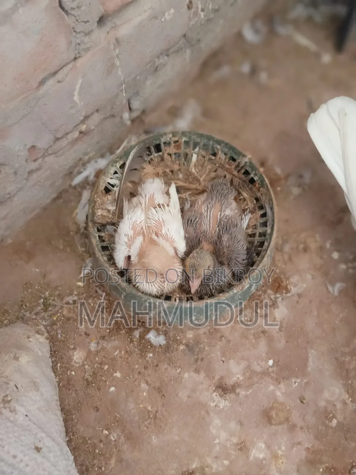 জিরো পরের ভালো মানের কবুতর