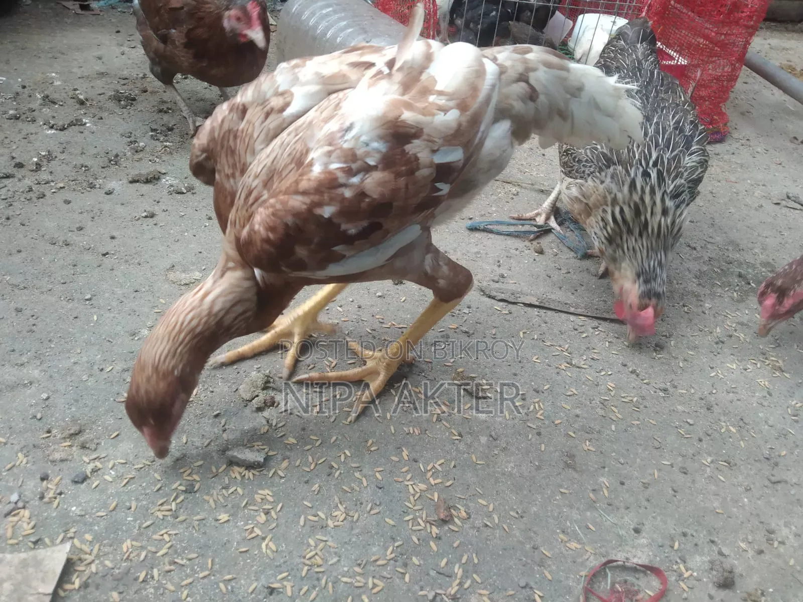Arsil Chicken/Rooster Pair for Sale