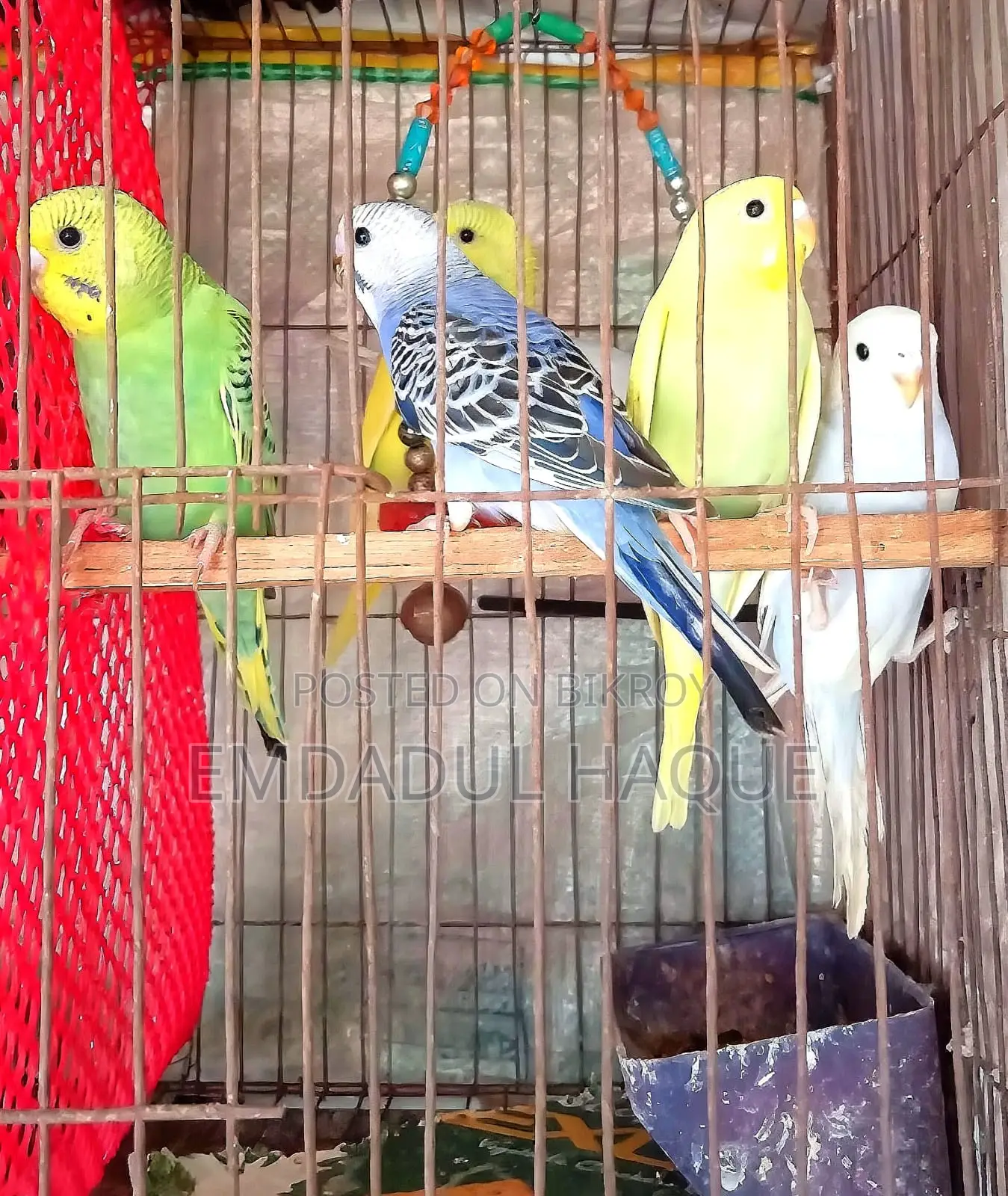 Budgerigar birds for sale at an attractive price