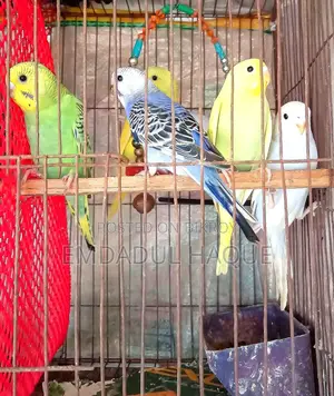 Budgerigar birds for sale at an attractive price