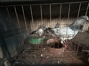 High-quality pigeons. Laying eggs and breeding every month,