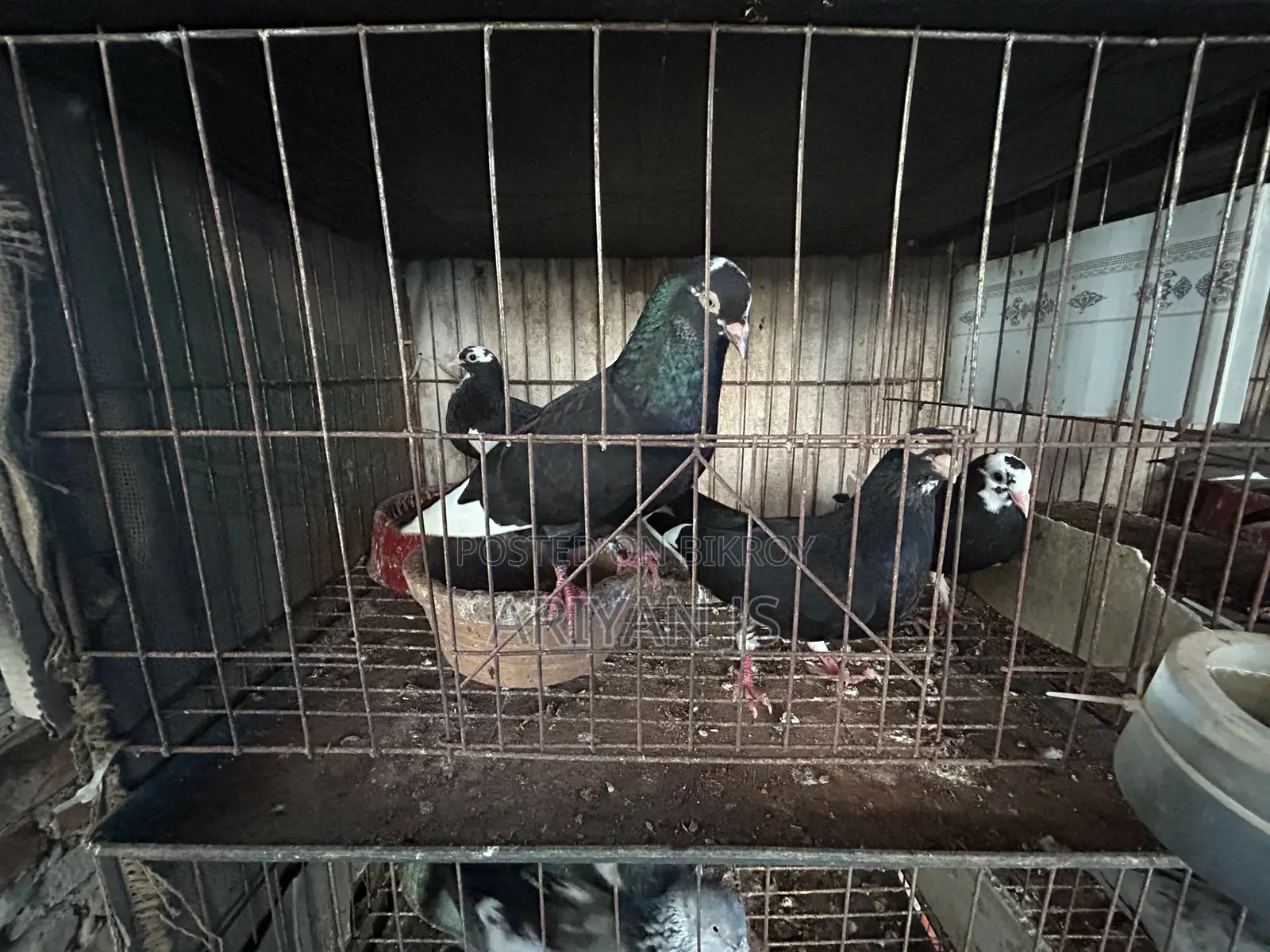 High-quality pigeons. Laying eggs and breeding every month,