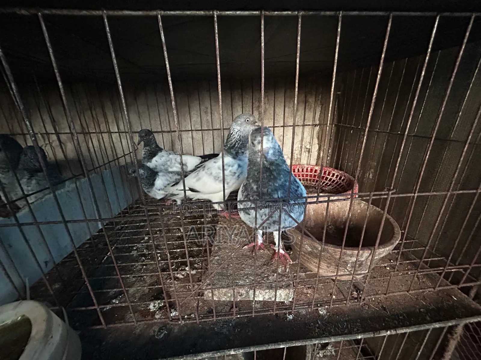 High-quality pigeons. Laying eggs and breeding every month,
