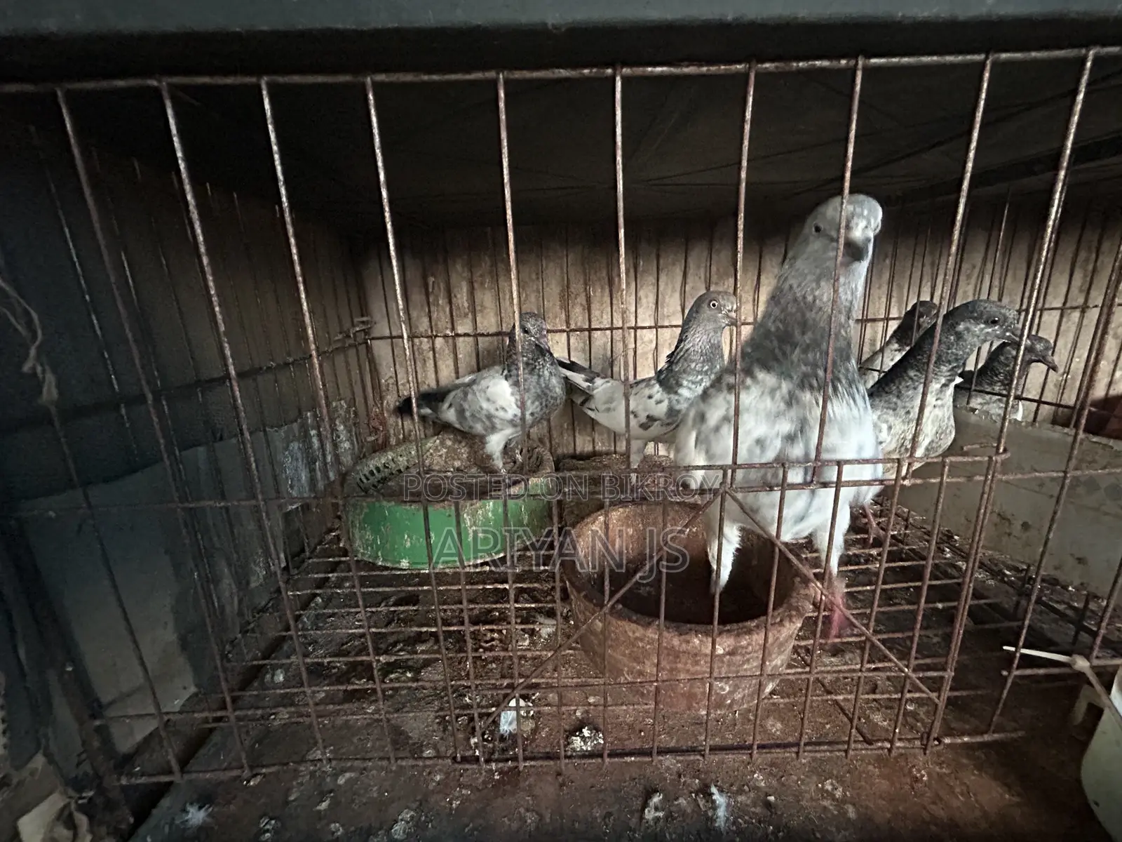 High-quality pigeons. Laying eggs and breeding every month,
