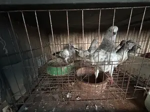 High-quality pigeons. Laying eggs and breeding every month,