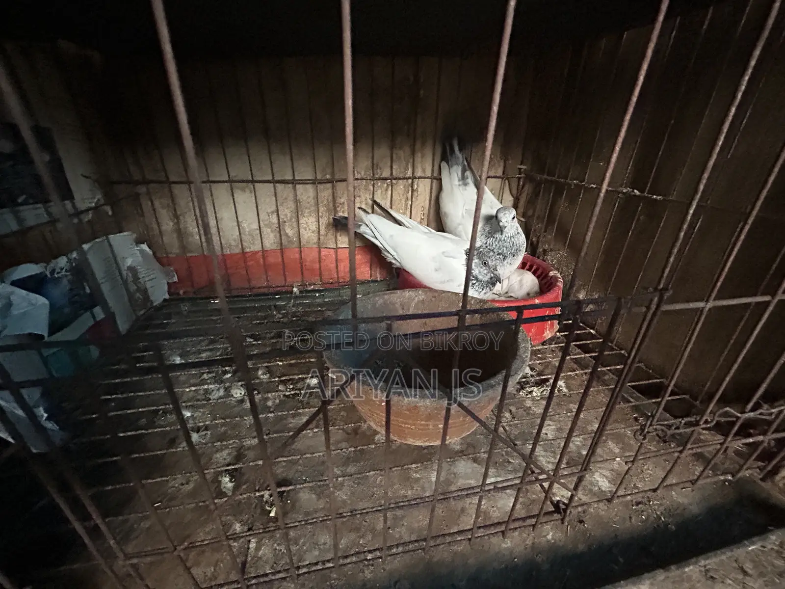 High-quality pigeons. Laying eggs and breeding every month,