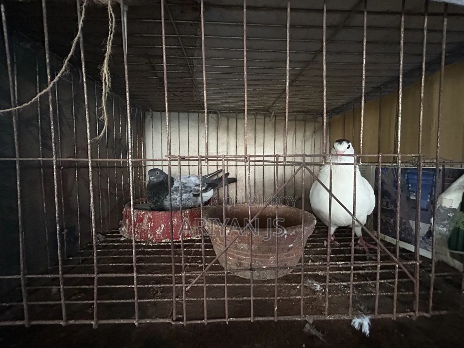 High-quality pigeons. Laying eggs and breeding every month,
