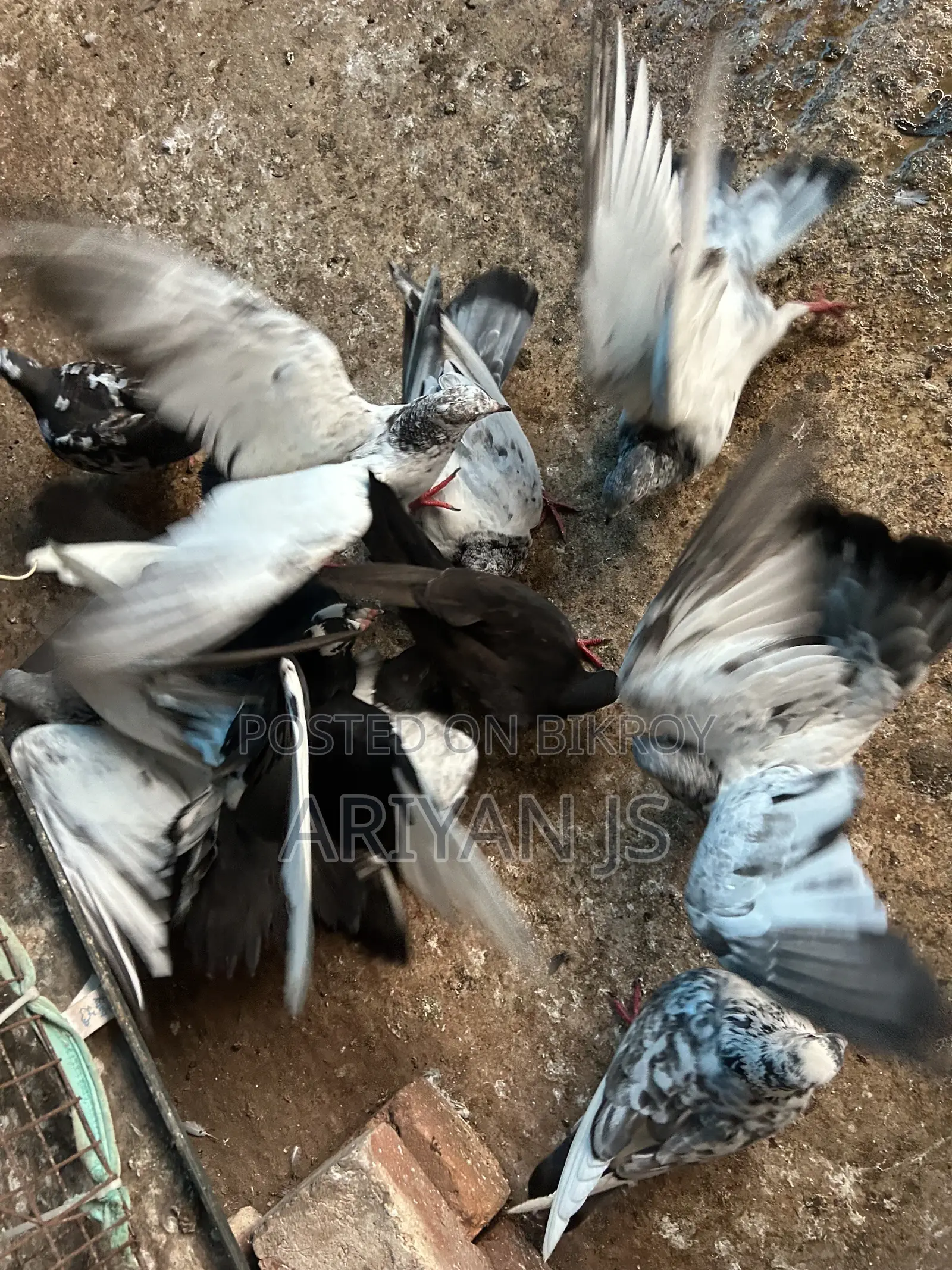 High-quality pigeons. Laying eggs and breeding every month,