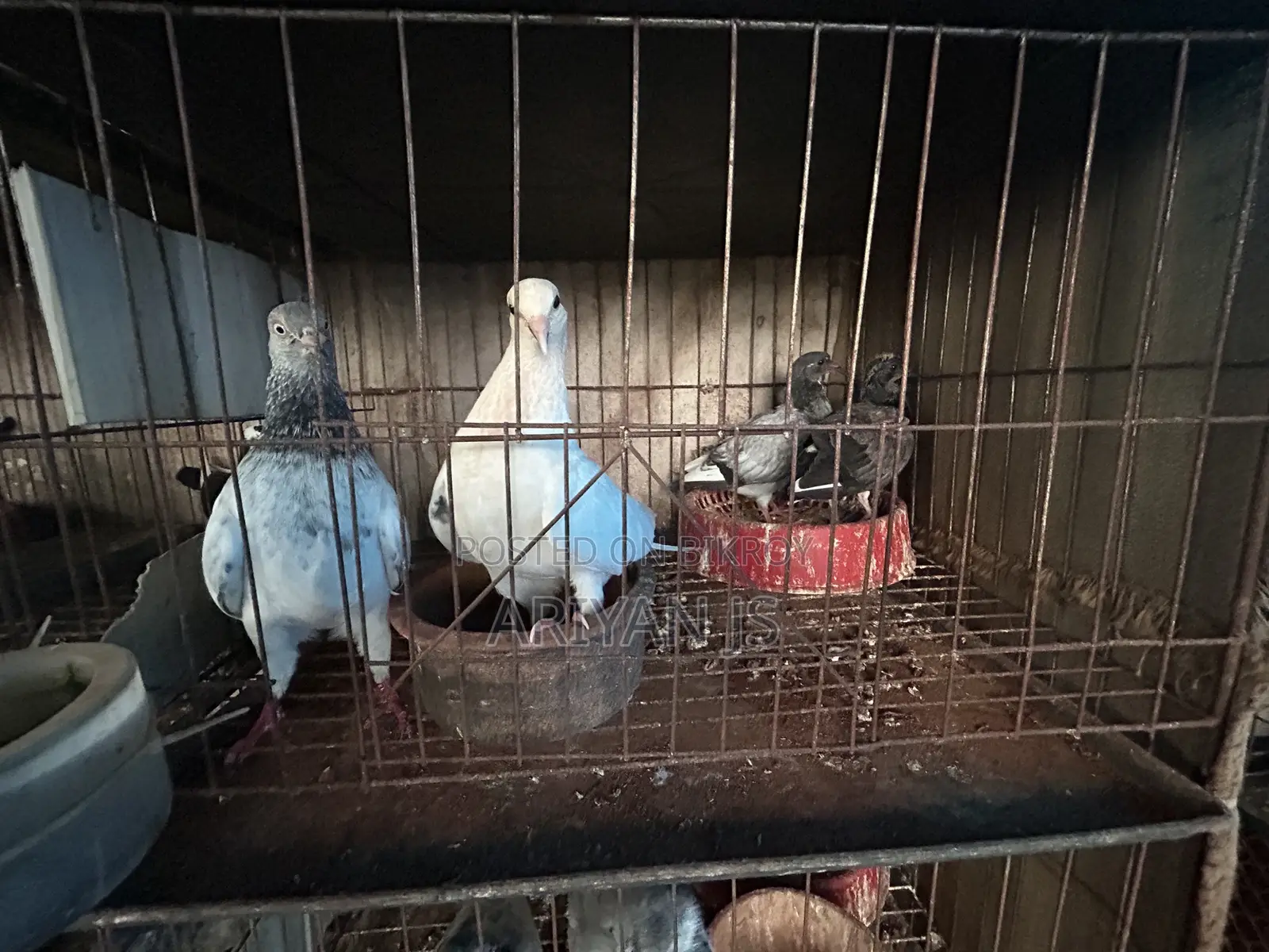 High-quality pigeons. Laying eggs and breeding every month,