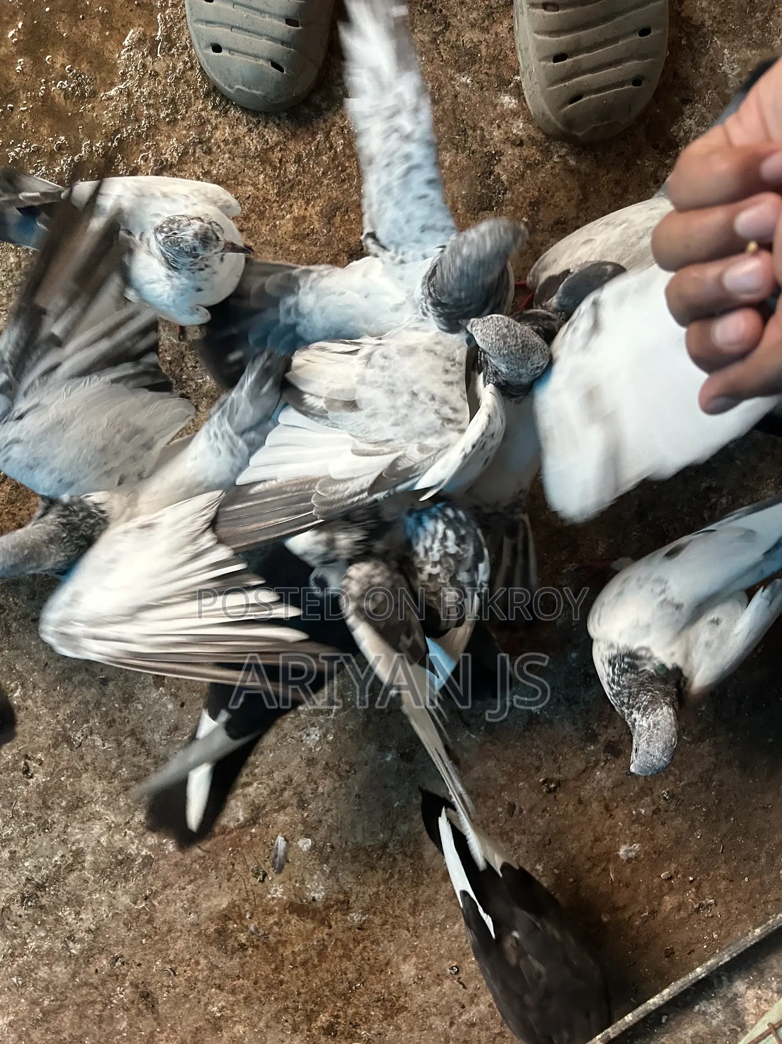 High-quality pigeons. Laying eggs and breeding every month,