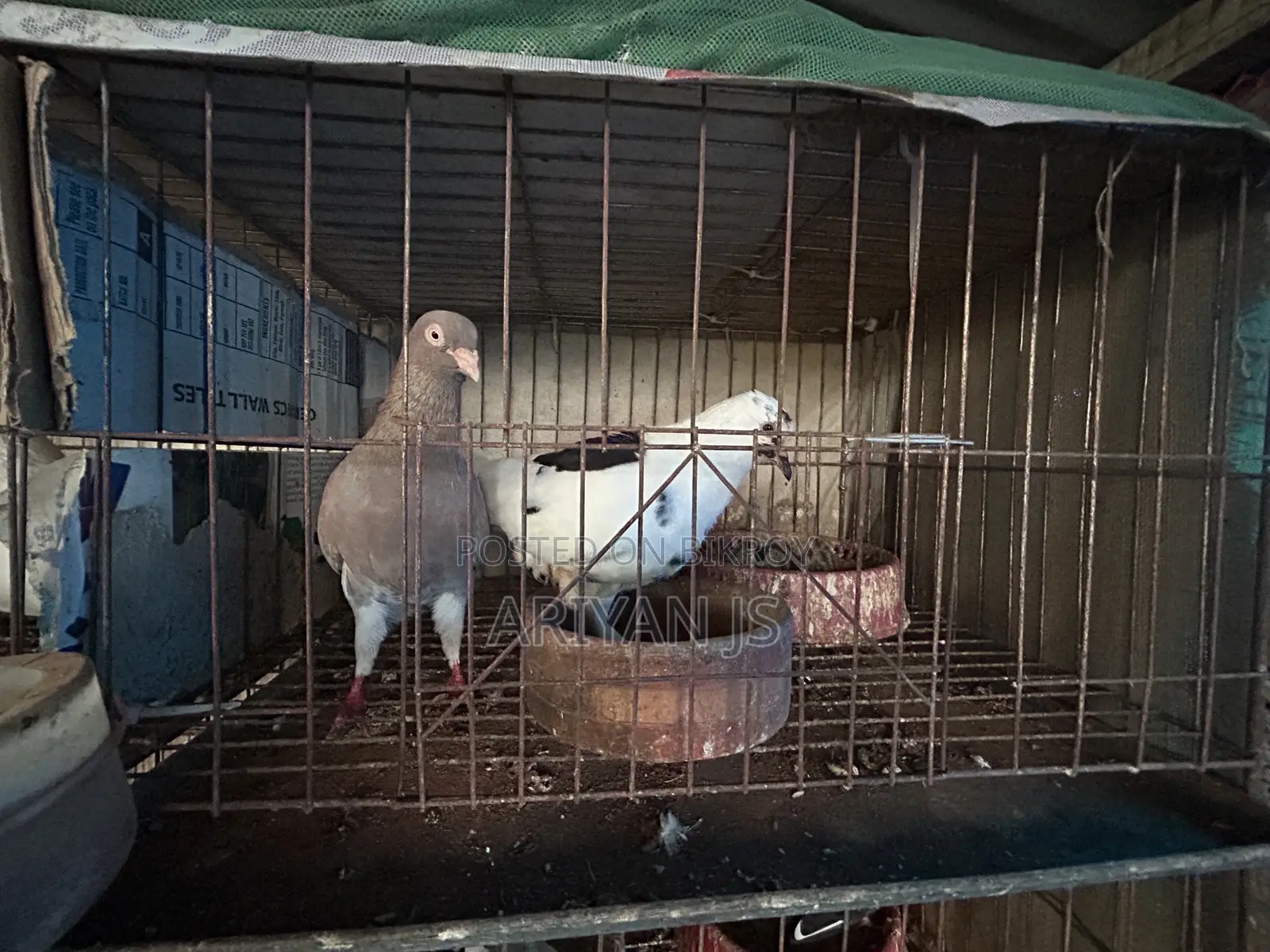 High-quality pigeons. Laying eggs and breeding every month,