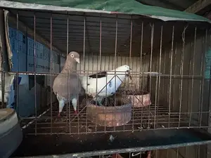 High-quality pigeons. Laying eggs and breeding every month,