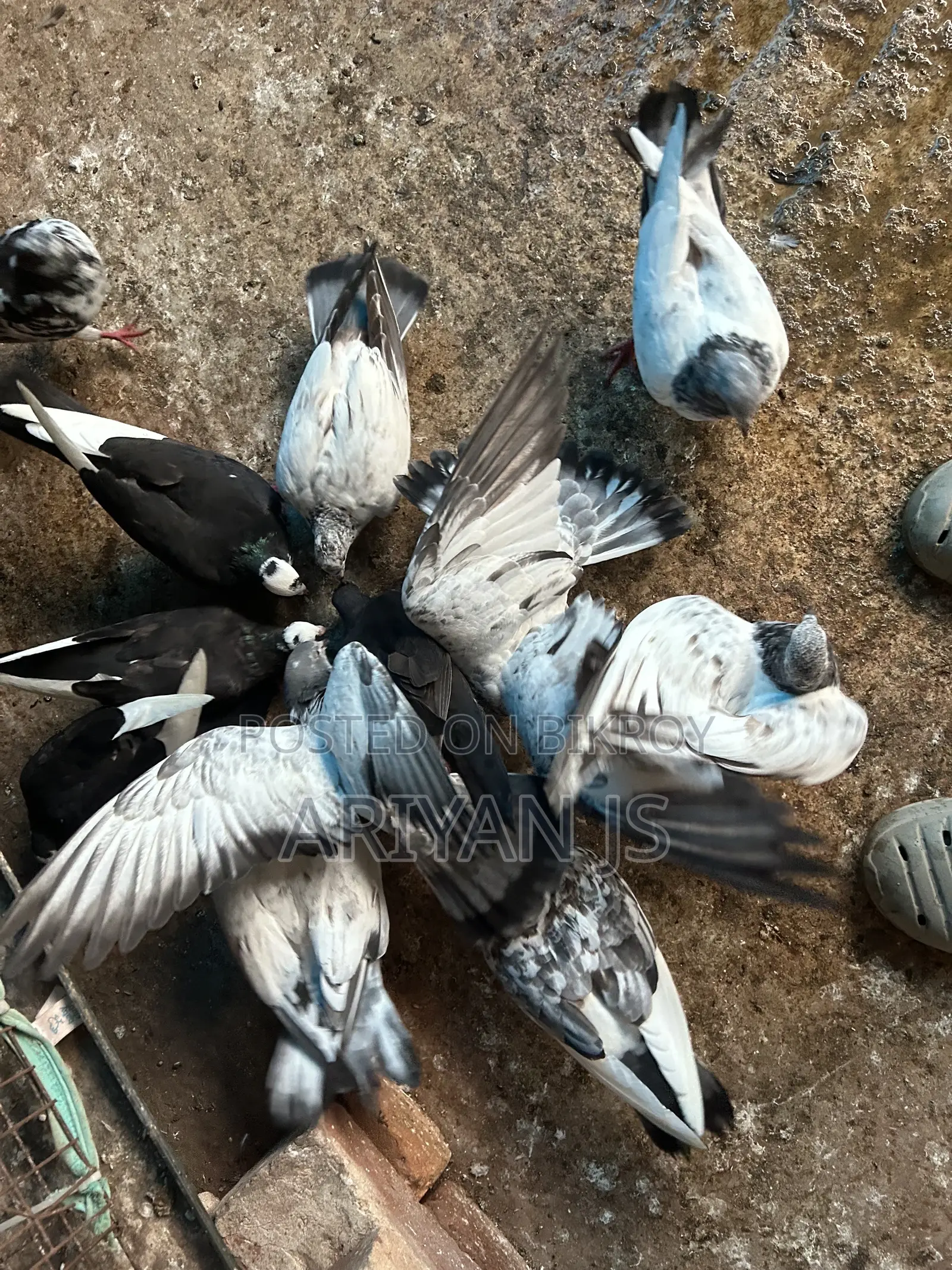 High-quality pigeons. Laying eggs and breeding every month,
