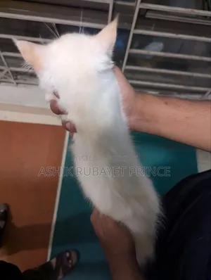 1-3 months Female Purebred Persian Cat