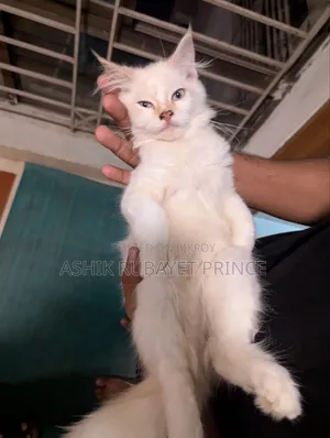 1-3 Months Female Purebred Persian