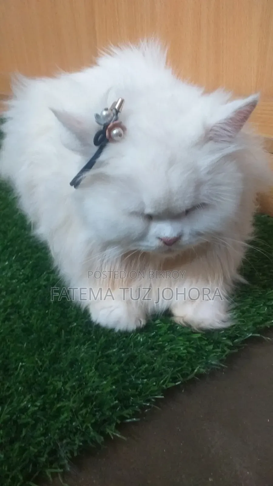 1+ Year Female Purebred Persian