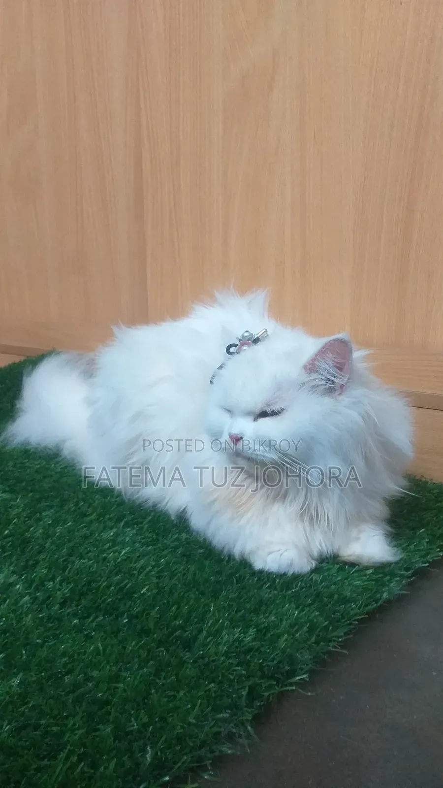 1+ Year Female Purebred Persian