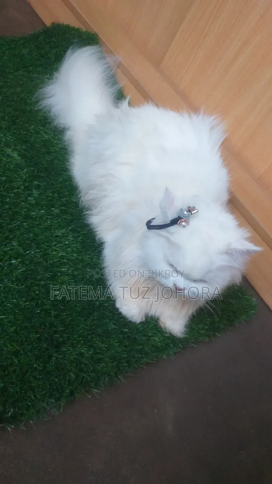 1+ Year Female Purebred Persian