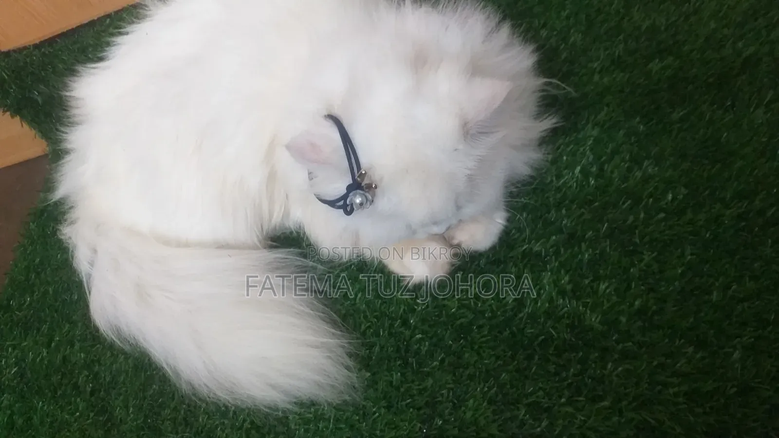 1+ Year Female Purebred Persian