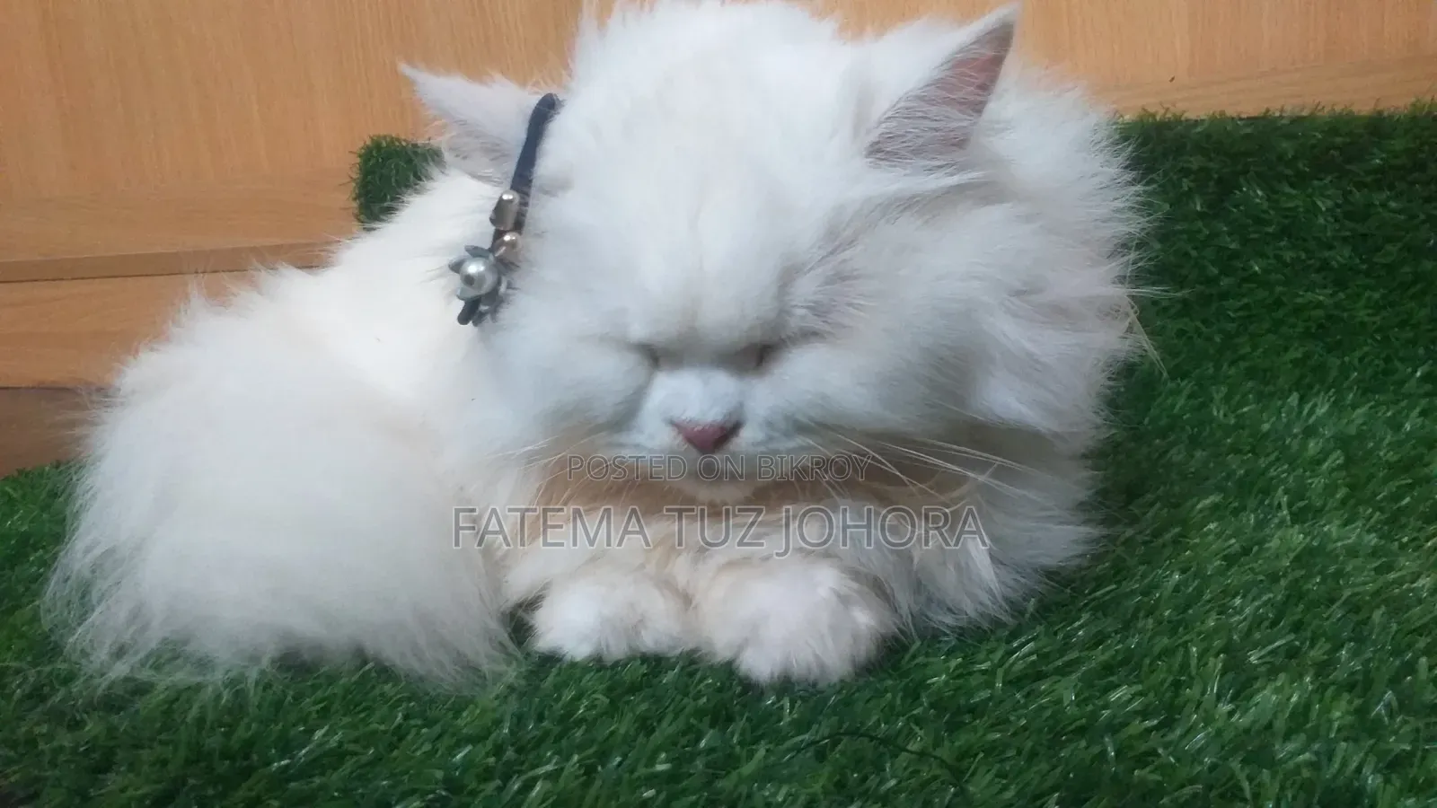 1+ Year Female Purebred Persian