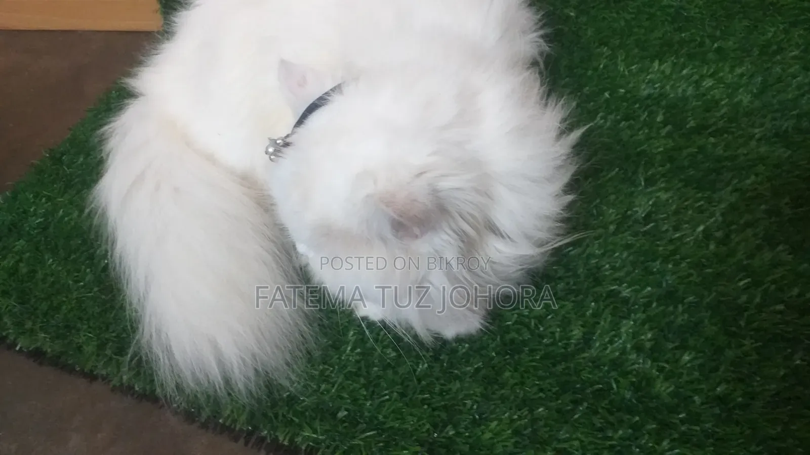 1+ Year Female Purebred Persian