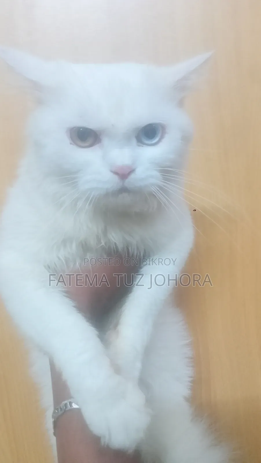 1+ Year Male Purebred Persian