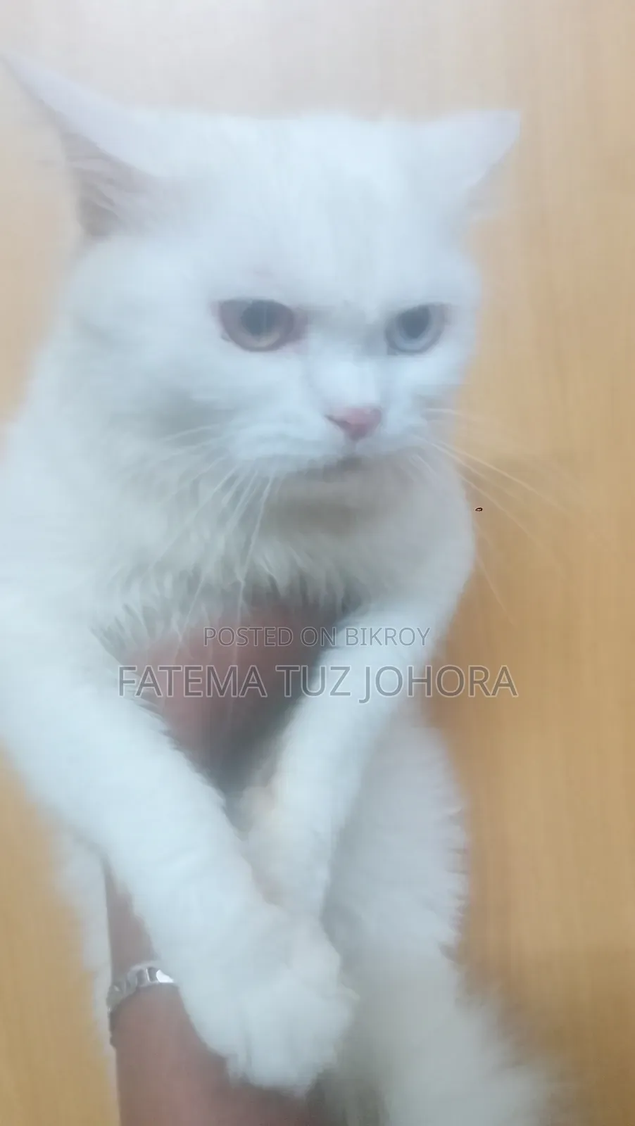 1+ Year Male Purebred Persian